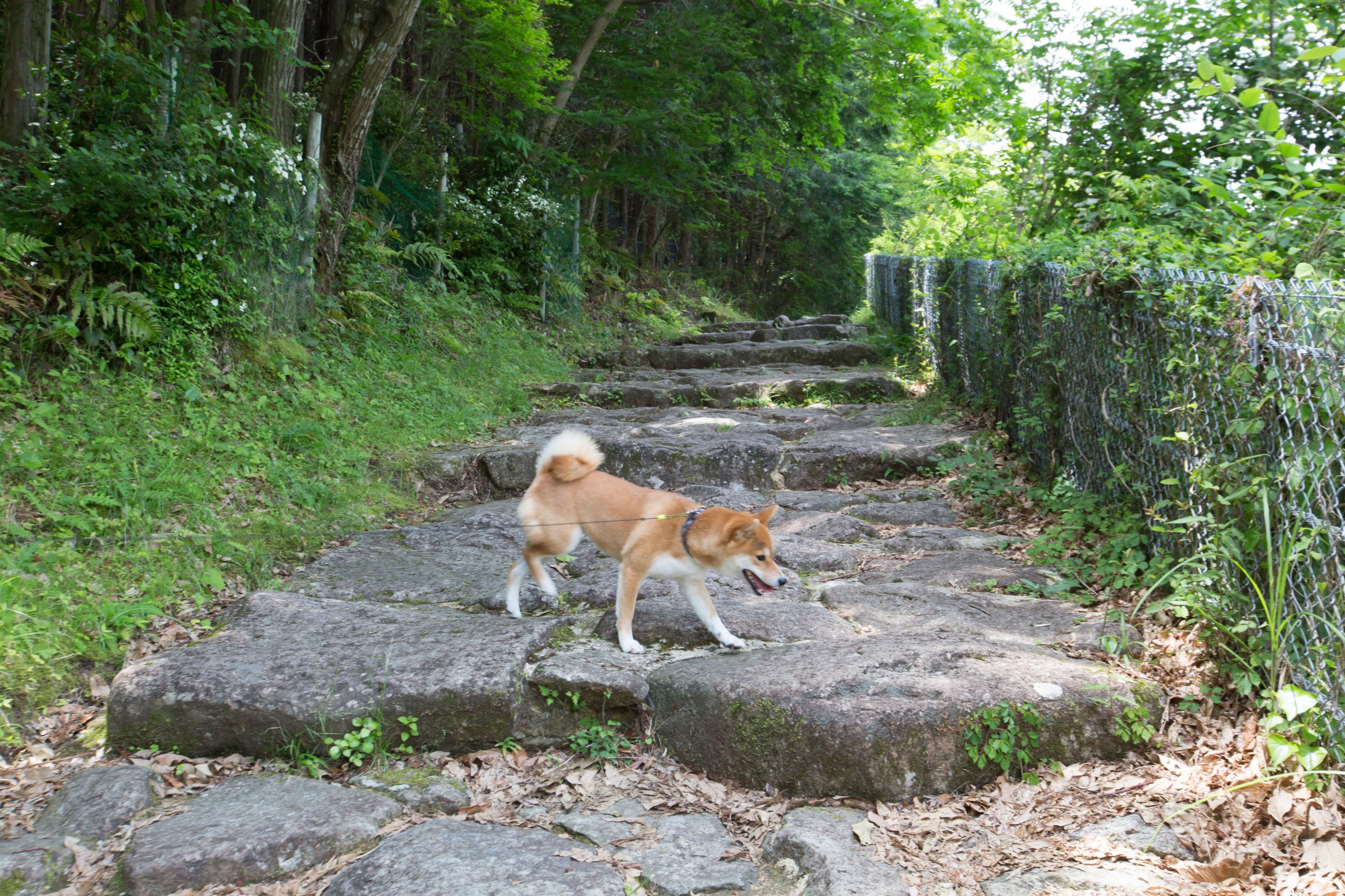 熊野古道